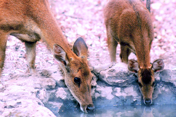 Bali West National Park: Best Place for Trekking