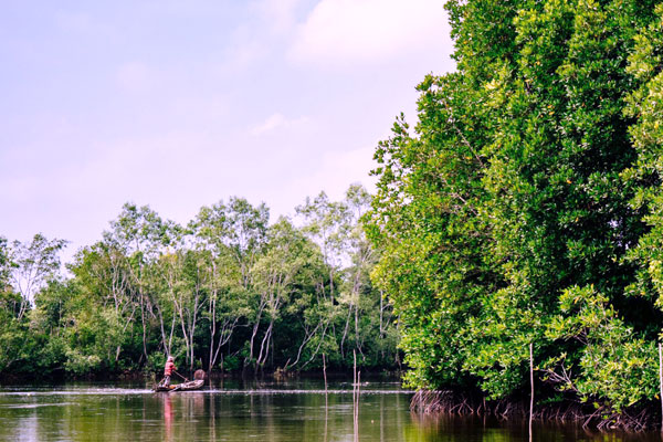 Mangrove Forest Lembongan