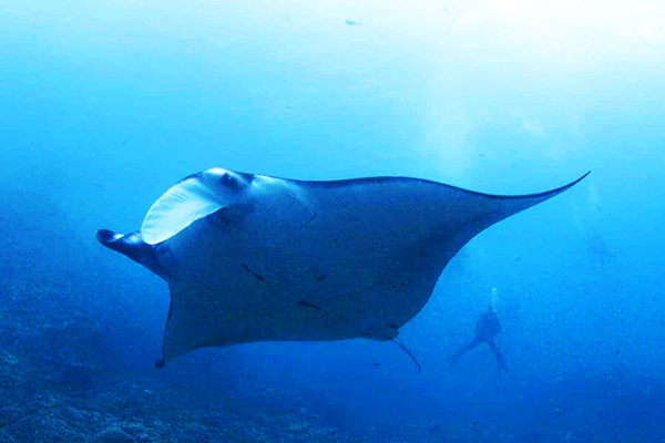 Manta Ray Nusa Penida