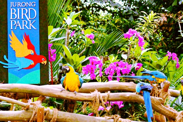 One Thousand Birds in Bali Bird Park