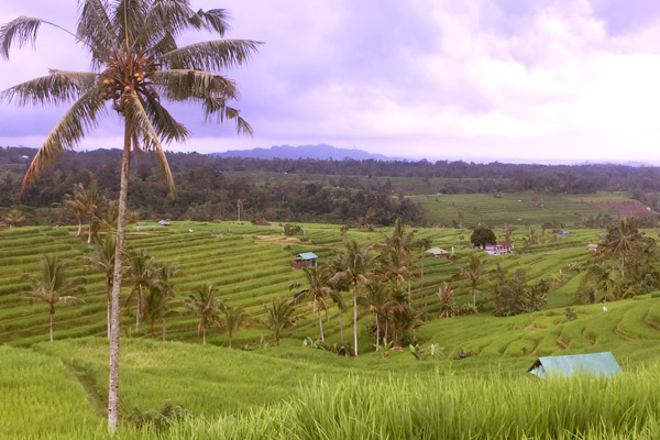 The Great Jatiluwih Rice Terrace