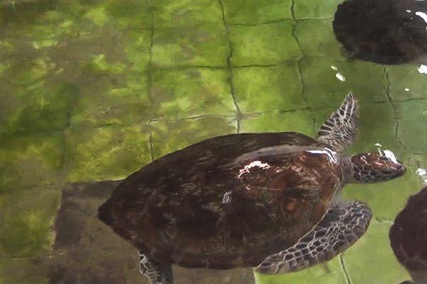 Turtle Island Serangan